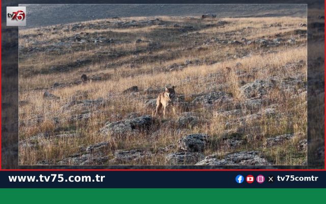 Ardahan Hanak’ta dronu fark eden yalnız kurt kaçtı