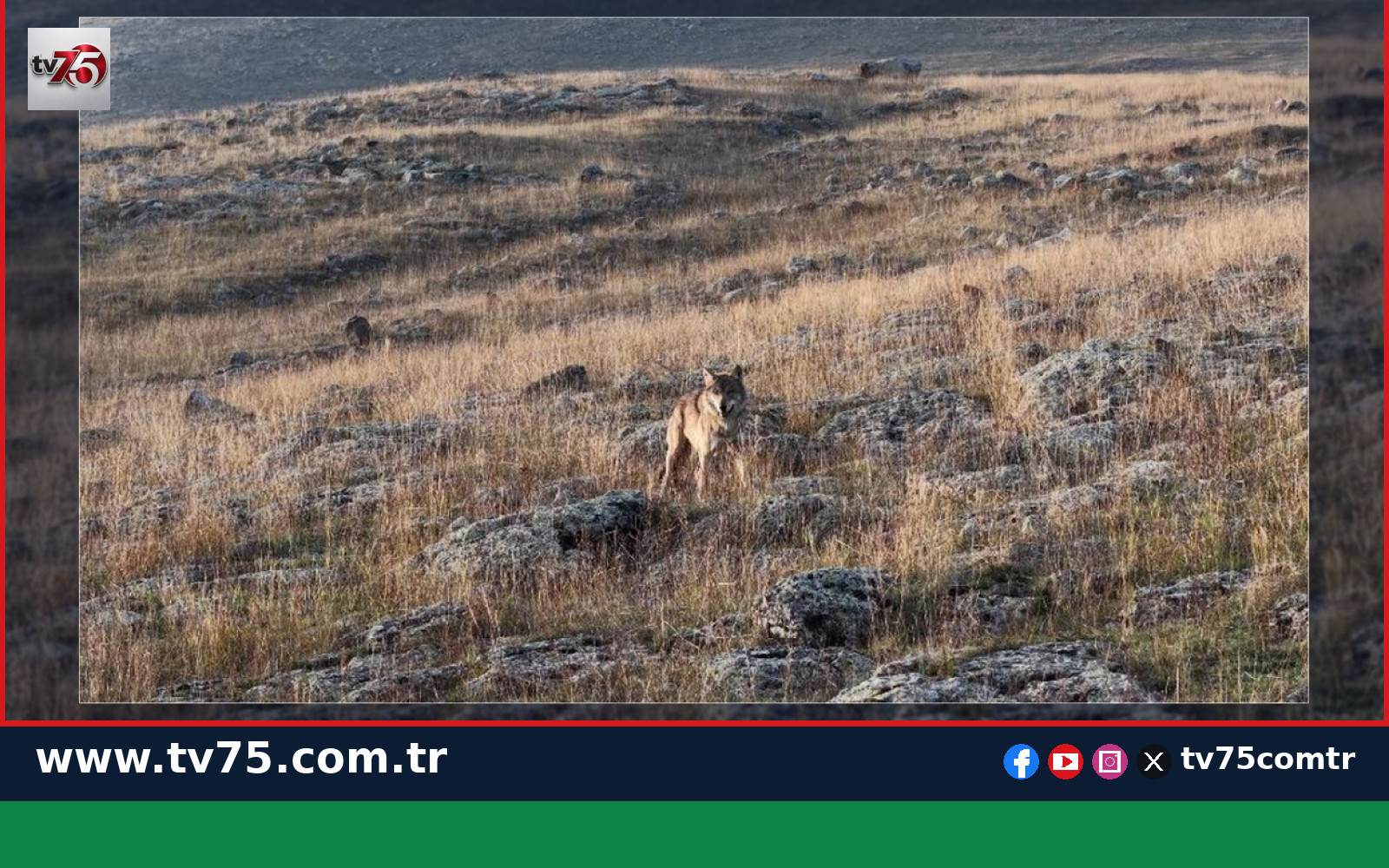 Ardahan Hanak’ta dronu fark eden yalnız kurt kaçtı